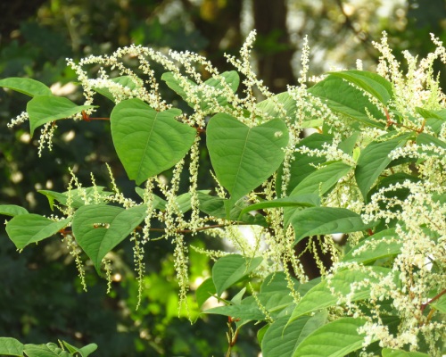 Five Garden Plants That Could Affect Your Property’s Value