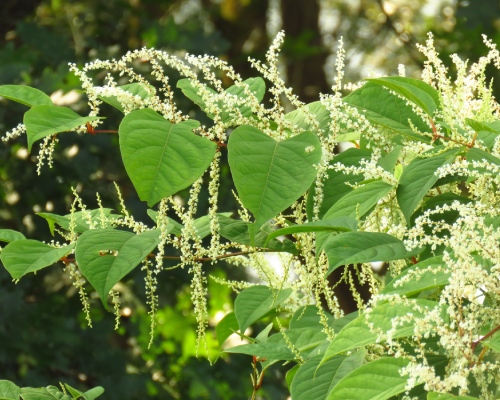 Japanese Knotweed – Sellers Must be Vigilant for Invasive Plant