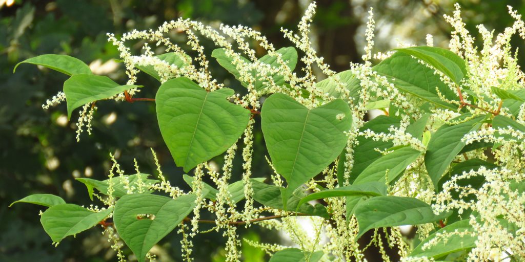 Japanese Knotweed - invasive plant